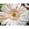 GERBERA GIGANTE KC401