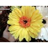 GERBERA GIGANTE KC401